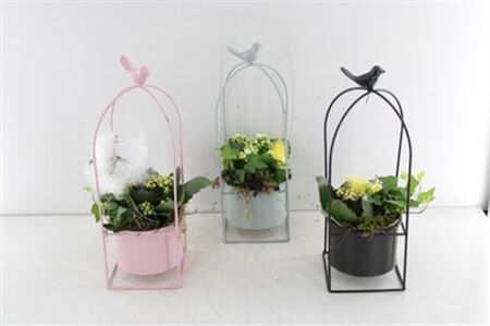 Arr2 Td Vogelkooi Kleuren Mix