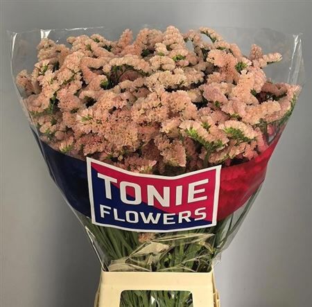 Lim S Sin Ho Apricot