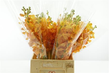 Mok New Orange L