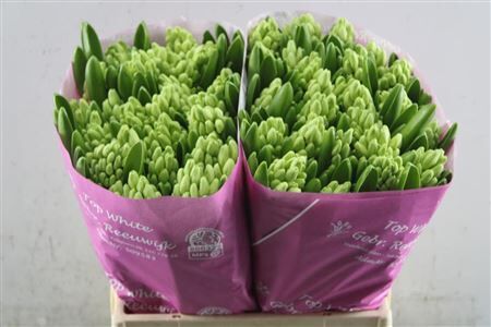 Hyac Top White Zwaar