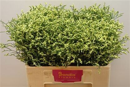 Lim Sin China Summer