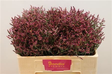 Lim Sin Scarlet Diamond