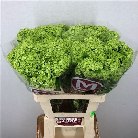 Viburnum L.60 4+flowers