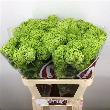 Viburnum L.80 4+flowers