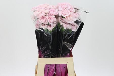 Di St Bridal Damascus