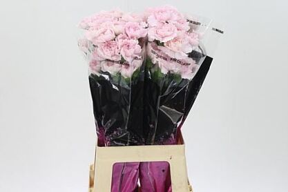 Di St Bridal Damascus