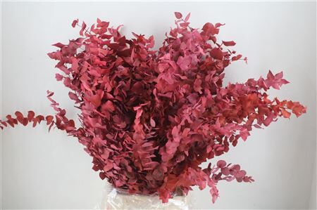 Pres Euca Stuartiana Pink Bunch