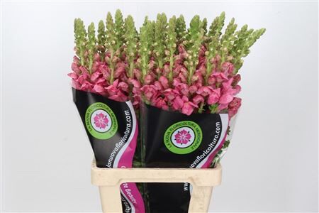 Antir Poto Cher Rose