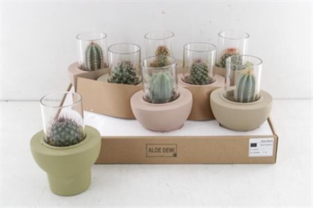 Arr3 De Truly Cactus - Ker. Pot Beaver