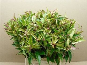 Leucothoe Walteri Rainbow