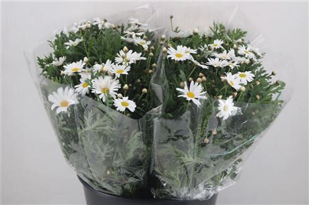 Margriet White Extra P Stem