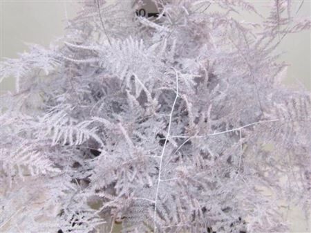 Asp Extra Veer Baby Rose