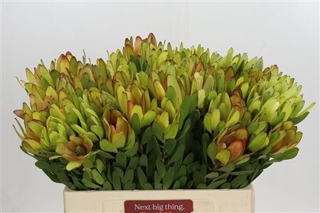 Leucadendron Goldstrike