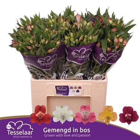 Alstroemeria Quality 60 Gemengd In De Emmer