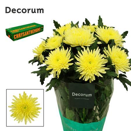 Chr G Topspin Yellow