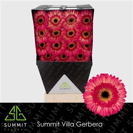 Ge Gr Hippie Chic Diamond