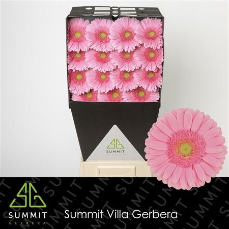 Ge Gr Glossy Diamond