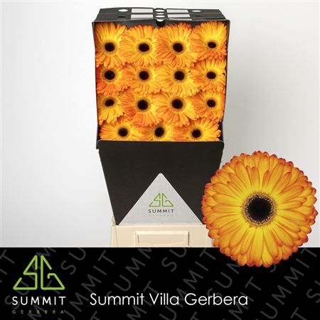 Ge Gr Catwalk Diamond