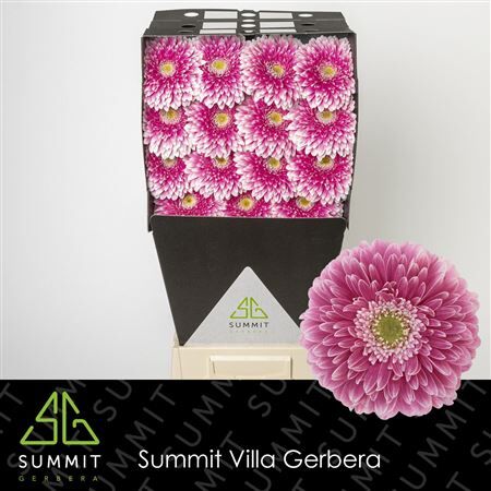 Ge Gb Pom Power Ball Diamond