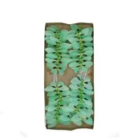 Schmetter./Dr.Fed.d09*5cm x48