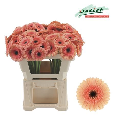 Ge Mi Cookies N Cream