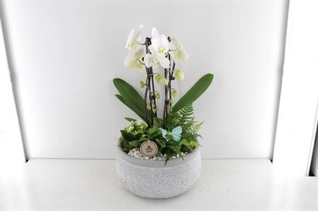 Arr2 Pl Phal Keramiek Schaal Heavy - Wit