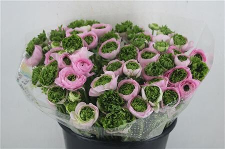 Ran Cloni Ex Confetto San Mauro