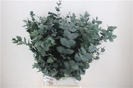 Pres Euca Stuartiana Groen Bunch