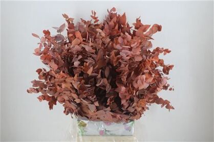 Pres Euca Stuartiana Orange Bunch