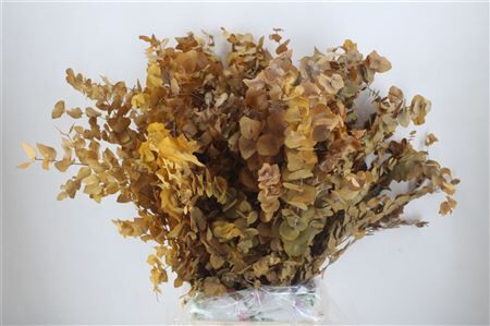 Pres Euca Stuartiana Yellow Bunch