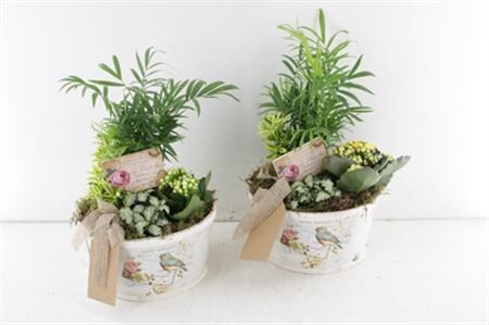 Arr2 Td Schaal Postcard - Geel/wit