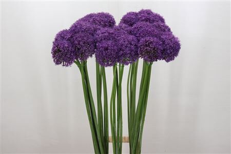 Allium Grootbloemig
