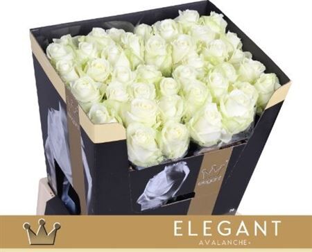 R Gr Avalanche+ Bernhard