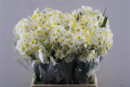 Narc Ta Avalanche L45