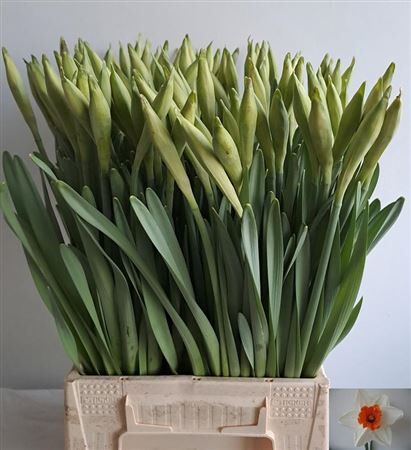 Narc Johann Strauss Extra