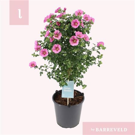 Anisodontea Elegance Princess Stam
