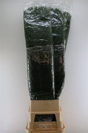 Cane Palm 150cm