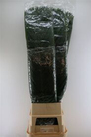 Cane Palm 150cm