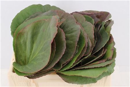 Bergenia Cordifolia Per Stem