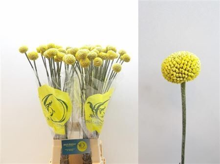 Craspedia Paintball Popup