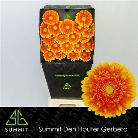 Ge Mi Franky Diamond