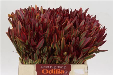 Leucadendron Jester