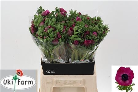 Anem Co Galil Purper