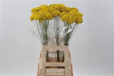 Achil F Park Variety