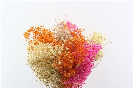 Pres Gyps Bq Rainbow Bunch Slv