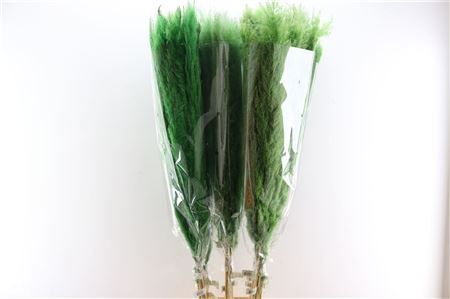 Dried Cortaderia Dadang Light Green 140cm P Stem