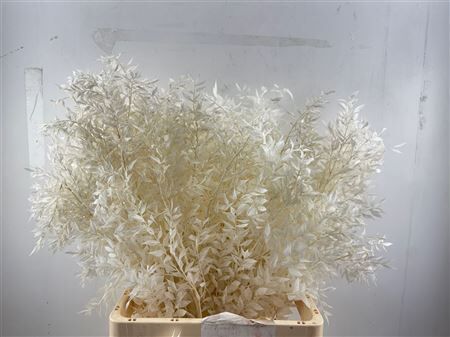 Pres Ruscus 5pcs Bleached Bunch