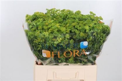 Bupleurum Rotundifol