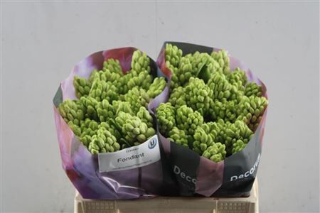 Hyac Fondant (noort)