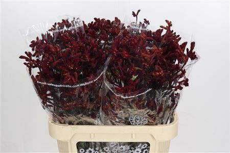 Anigozanthos Early Spring